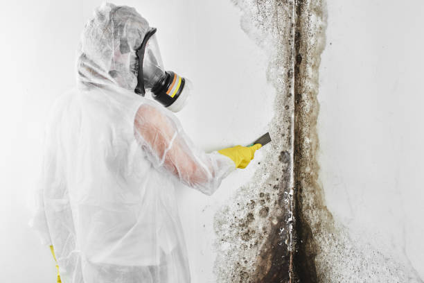 Best Post-Remediation Services in Stapleton, AL