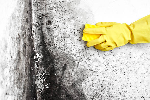 Professional Mold Remediation in Stapleton, AL