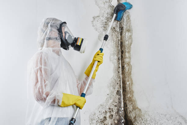 Best Emergency Mold Remediation in Stapleton, AL
