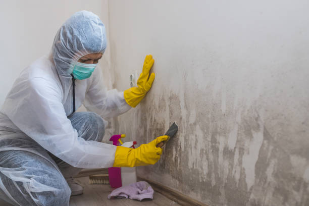 Best Attic Mold Remediation in Stapleton, AL